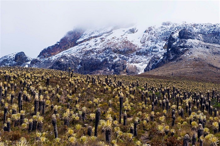 Vườn quốc gia Los Nevados