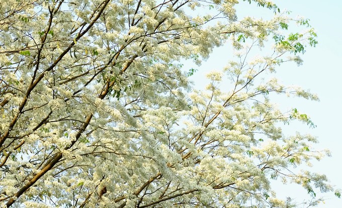 Ngắm vẻ đẹp tuyệt vời của hoa sưa tại Hà Nội vào những tháng đầu năm